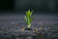 Small green plant sprouts from the asphalt concept of the beginning of new life Royalty Free Stock Photo