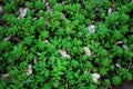 Small green plant of succulents in the natural environment, close-up