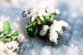 Small green plant under the snow in sunny weather in winter or spring Royalty Free Stock Photo