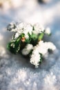 Small green plant under the snow in sunny weather in winter or spring Royalty Free Stock Photo