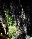 small green plant by waterfall Royalty Free Stock Photo