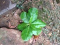 Small green plant wet with dew Royalty Free Stock Photo