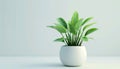 Small Green Plant in White Ceramic Pot for Indoor Home or Office D cor Royalty Free Stock Photo