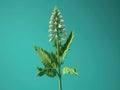 Small green plant with white flowers, growing on top of blue background. The flower is in foreground and stands out Royalty Free Stock Photo