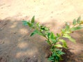 small green plants on arable land