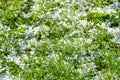 Small green plants is covered by natural white hail balls that are melting under sunshine. Royalty Free Stock Photo