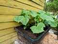 Small, green plants of cucumber (Cucumis sativus) with first green leaves growing in soil in black plastic pot Royalty Free Stock Photo