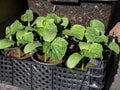 Small, green plants of cucumber (Cucumis sativus) with first green leaves growing in soil in black plastic pots Royalty Free Stock Photo