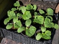 Small, green plants of cucumber (Cucumis sativus) with first green leaves growing in soil in black plastic pots Royalty Free Stock Photo