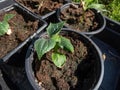 Small, green plants of cucumber (Cucumis sativus) with first green leaves Royalty Free Stock Photo