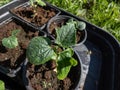 Small, green plants of cucumber (Cucumis sativus) with first green leaves growing in soil in black plastic pots Royalty Free Stock Photo