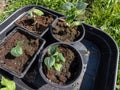 Small, green plants of cucumber (Cucumis sativus) with first green leaves growing in soil in black plastic pots Royalty Free Stock Photo