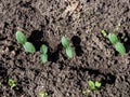 Green plants of cucumber (Cucumis sativus) with first green leaves growing in soil in garden Royalty Free Stock Photo