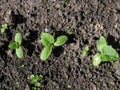 Small plants of cucumber (Cucumis sativus) with first green leaves growing in soil in garden. Gardening and food growing Royalty Free Stock Photo