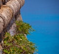 Small green plants growing from the stones of a ancient fort wall Royalty Free Stock Photo