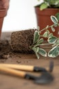 Small green plants in pots and set gardening tools on wooden texture table Royalty Free Stock Photo