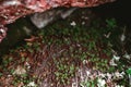 Small green plants and red moss in the rocks of the mountains Close up