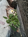 Small green Plant in roof