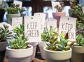 Small green plants Succulent pots garden Keep green sign Royalty Free Stock Photo