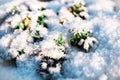 Small green plants under the snow in sunny weather in winter or spring Royalty Free Stock Photo