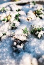 Small green plants under the snow in sunny weather in winter or spring Royalty Free Stock Photo