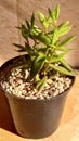 Small green potted plant close up with natural light inte morning