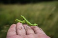 Small green praying mantis on the hand Royalty Free Stock Photo