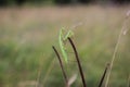 Small green praying mantis on the stem Royalty Free Stock Photo