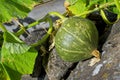 Small green pumpkin on a sunny summer afternoon