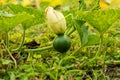 Small green pumpkins are unripe with a big flower Royalty Free Stock Photo