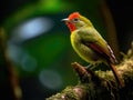 Small green and red bird perched on a branch