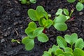 Small green and red radish sprouts in organic growing medium