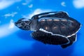 Green sea turtle baby Chelonia mydas swimming, Madagascar Royalty Free Stock Photo