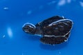 Green sea turtle baby Chelonia mydas swimming, Madagascar Royalty Free Stock Photo