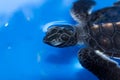 Green sea turtle baby Chelonia mydas swimming, Madagascar Royalty Free Stock Photo