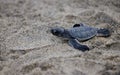 Small Green sea turtle (Chelonia mydas) walking on the sand beach in closeup Royalty Free Stock Photo