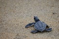 Small Green sea turtle (Chelonia mydas) walking on the sand beach in closeup Royalty Free Stock Photo