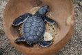 Small Green sea turtle & x28;Chelonia mydas& x29; in a clay bowl in closeup Royalty Free Stock Photo