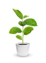 Small green seedling in a flowerpot isolated over white Royalty Free Stock Photo