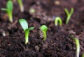 Small green seedling Royalty Free Stock Photo