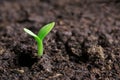 Small green seedling Royalty Free Stock Photo