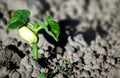 Small green seedlings of beans in the ground