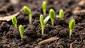 Soil. Each seedling displays two tiny vibrant cotyledons. The soil Royalty Free Stock Photo