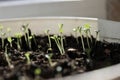 small green seedlings of flowers sprouted in the pot in the spring Royalty Free Stock Photo