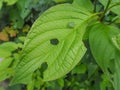 Small Green Shield Bug, Palomena prasina, on a Leaf during Summer Royalty Free Stock Photo