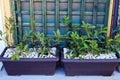 Small Green Shrubs in Blue Pots Royalty Free Stock Photo