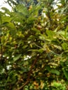 small green spider nesting among the guava leaves