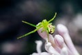 Small green spider on a pink flower Bud, macro photo Royalty Free Stock Photo
