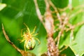 A small green spider in web