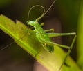 A small green spotted grasshopper sits on a leaf and cleans its mustache Royalty Free Stock Photo